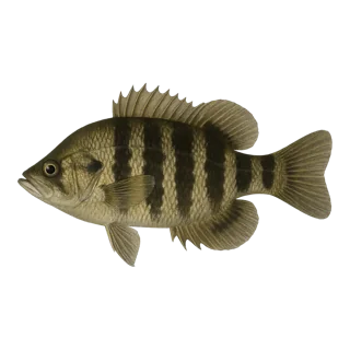 Black Banded Sunfish
