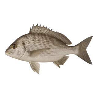 Black Sea Bream