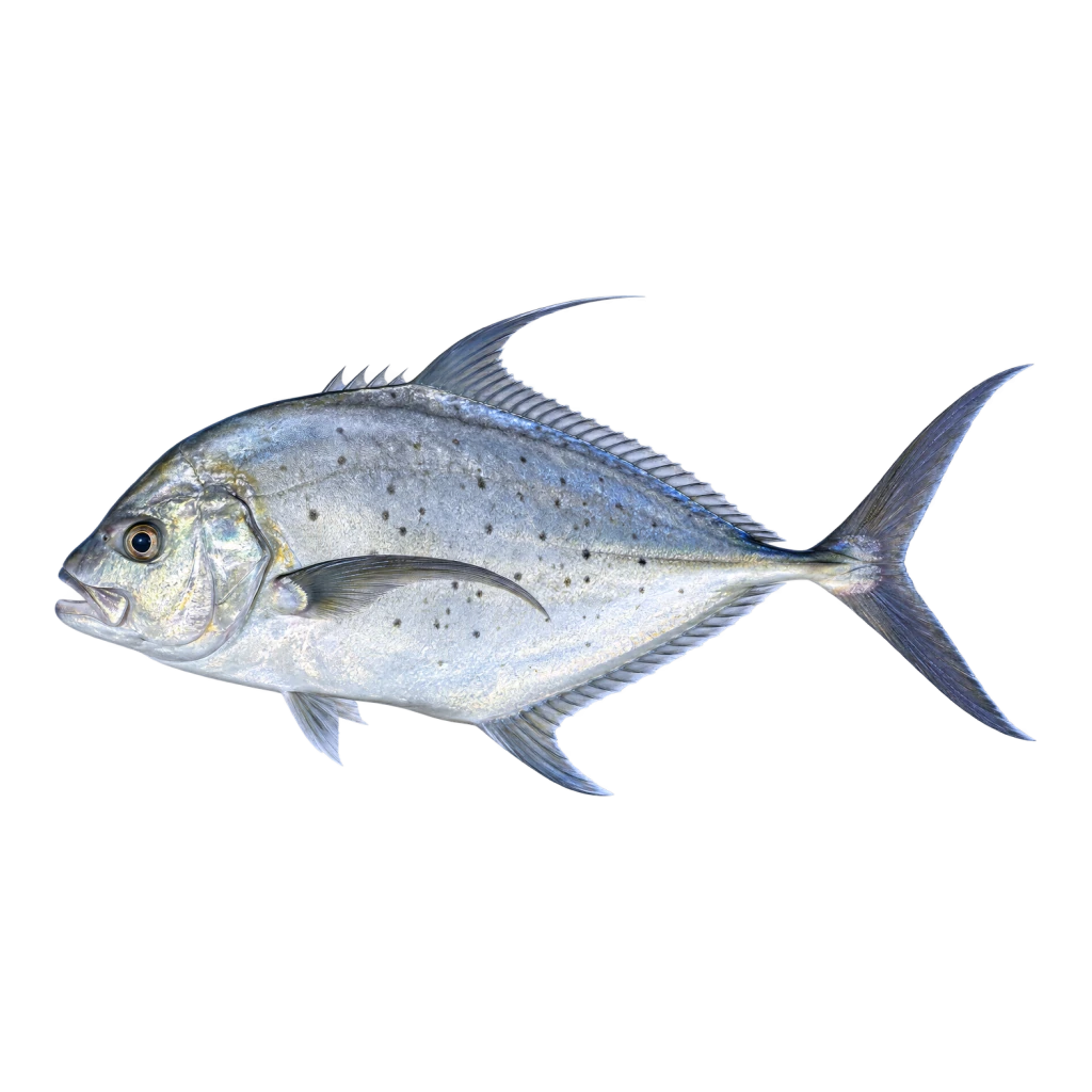 African Pompano