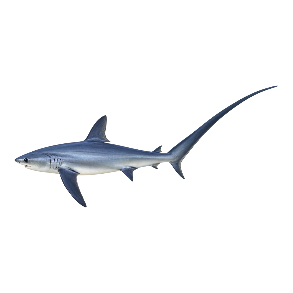 Common Thresher Shark