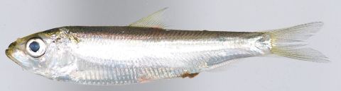 Blueback Herring