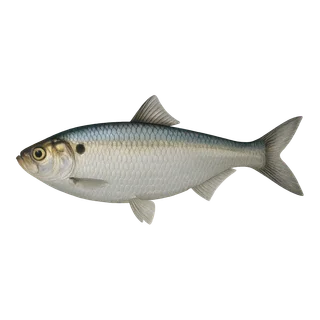 Alewife