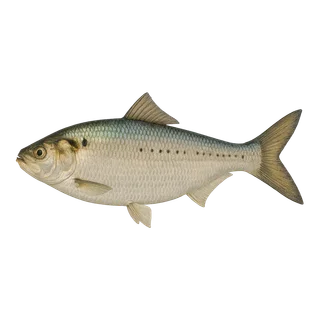 American Shad