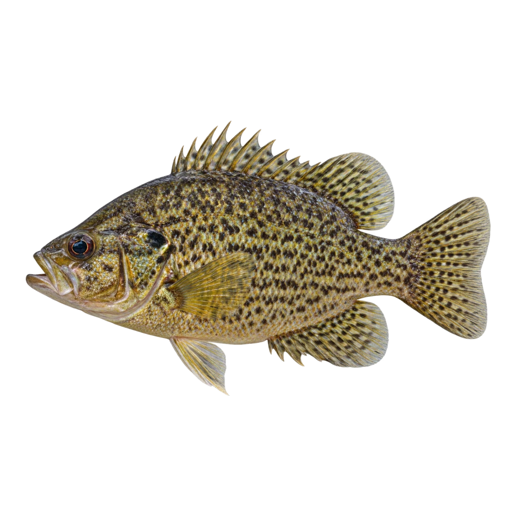 Rock Bass
