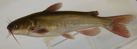 White Catfish