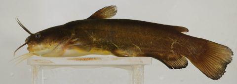 Yellow Bullhead
