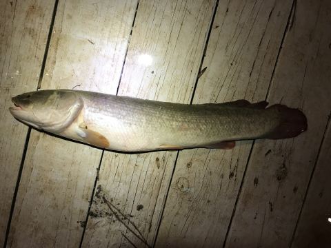 Bowfin