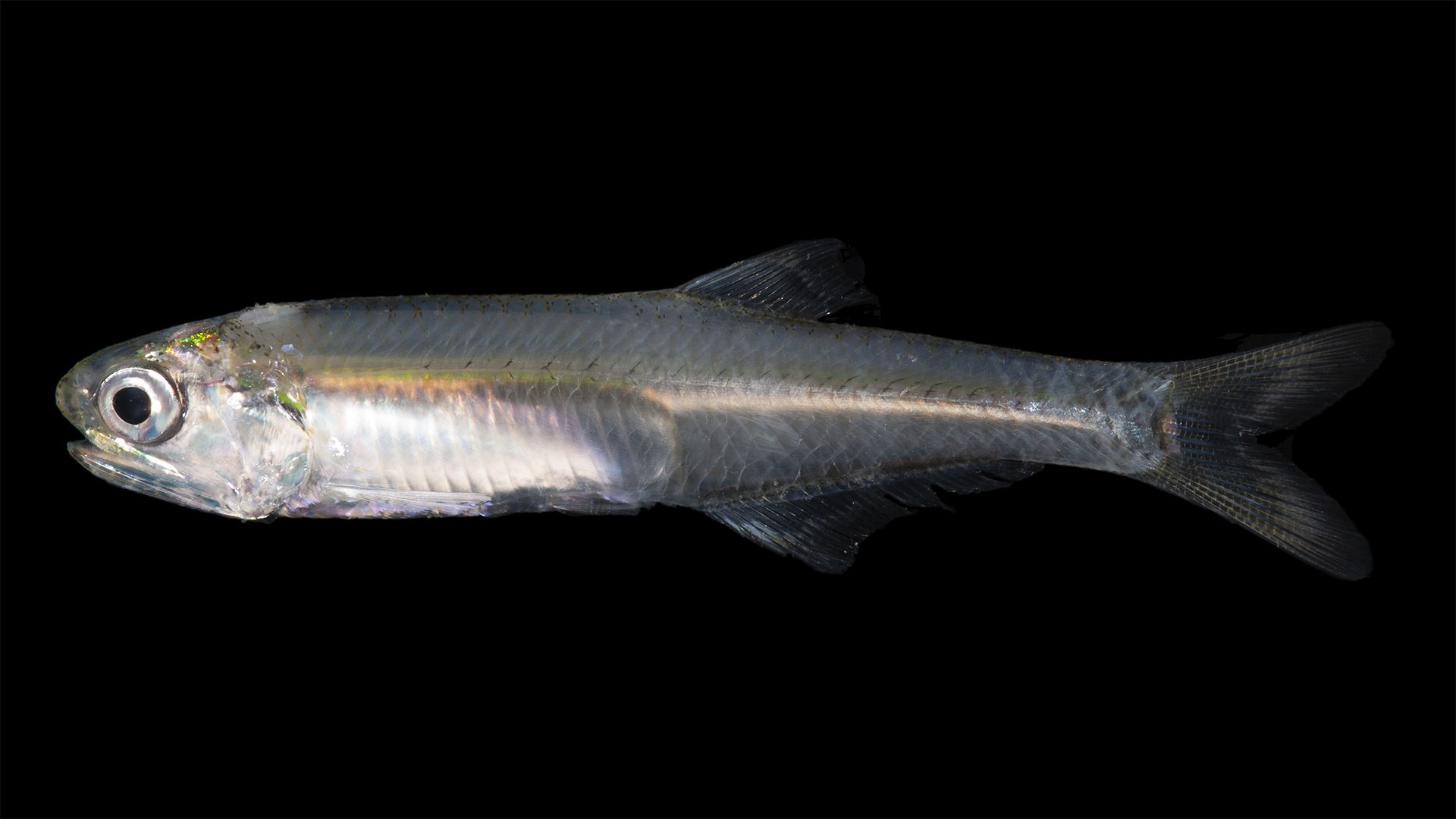 Bay Anchovy