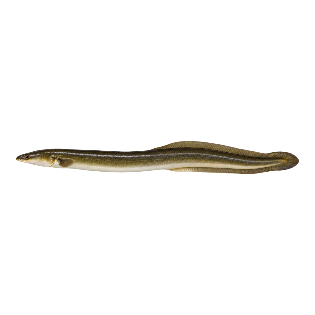 American Eel