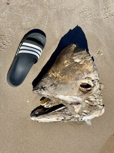 Sheepshead