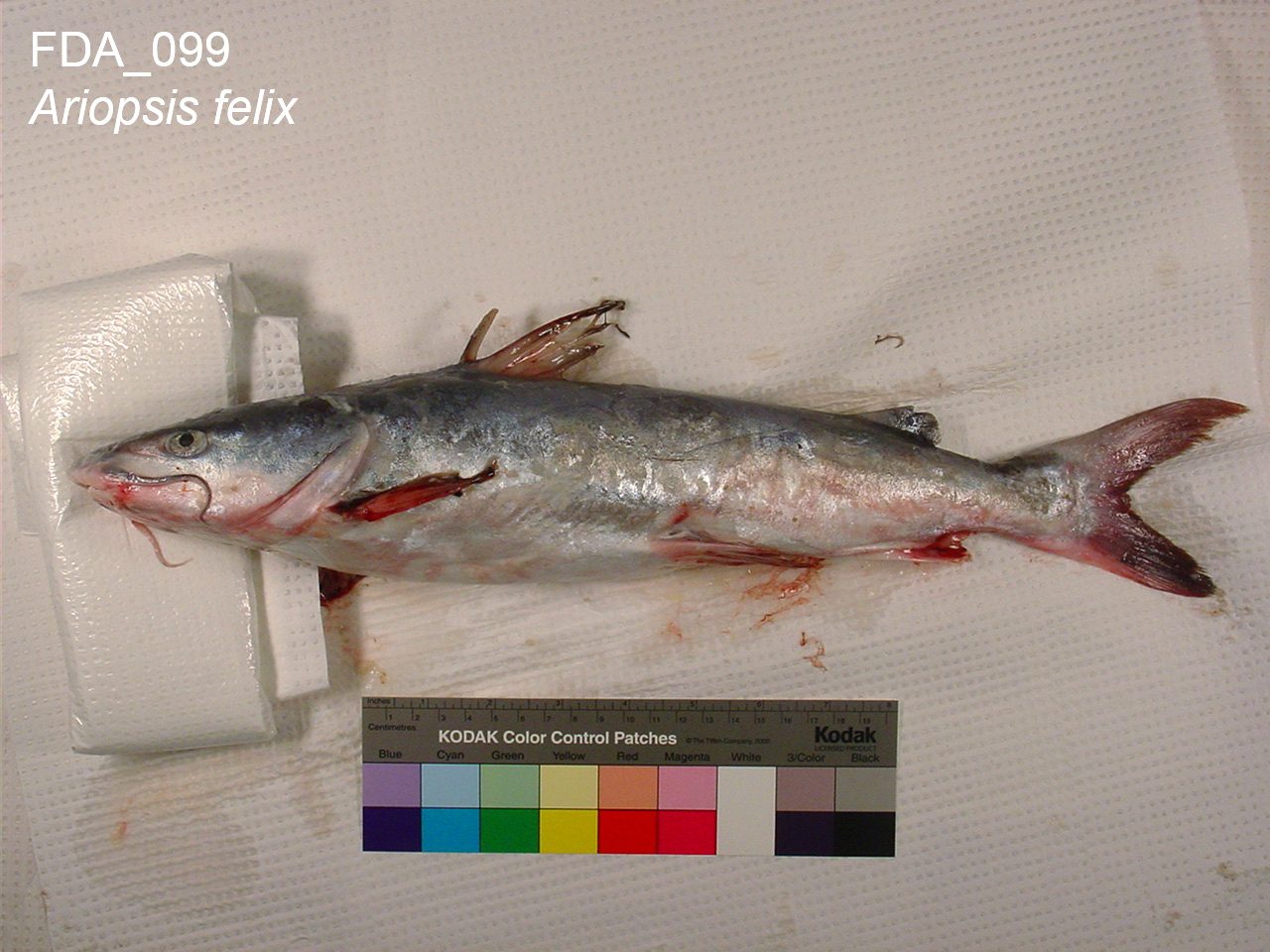 Hardhead Catfish