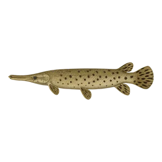 Alligator Gar