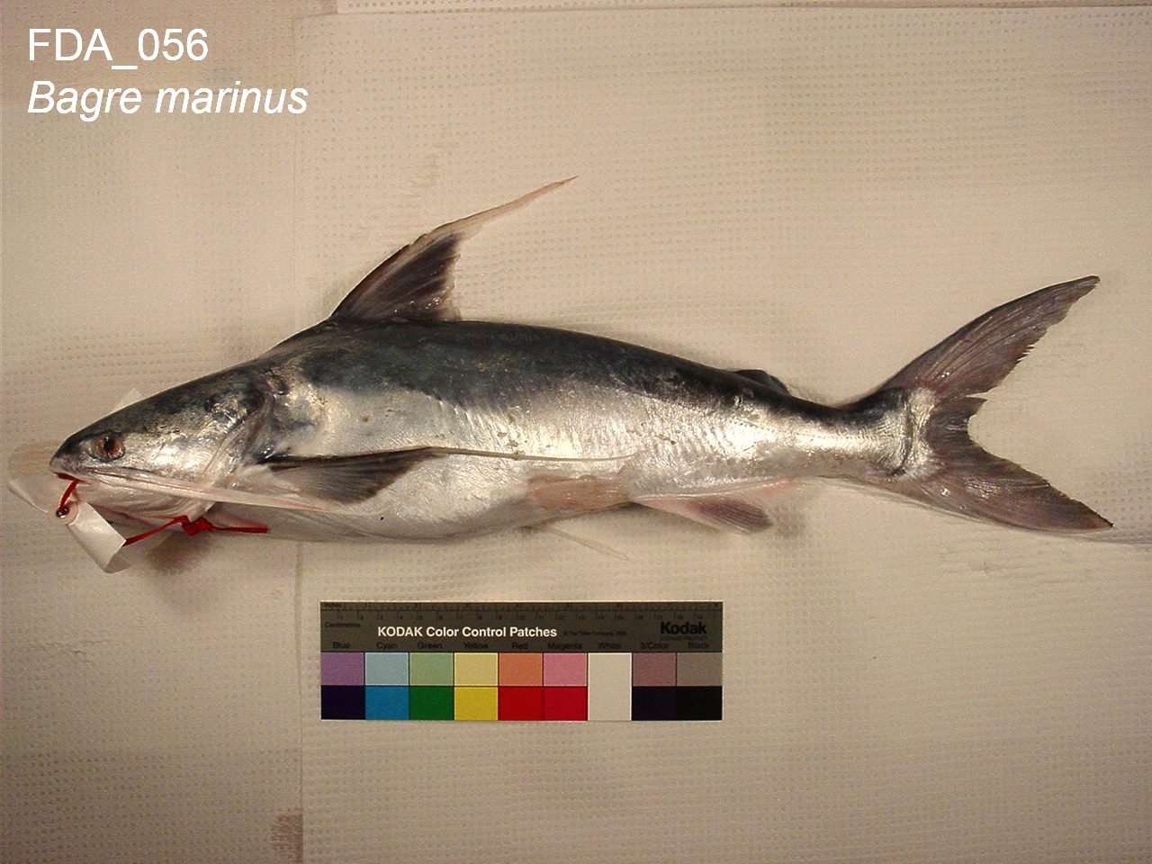 Gafftopsail Catfish