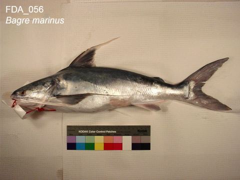 Gafftopsail Catfish