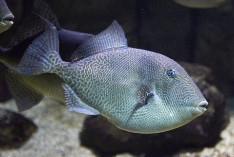 Gray Triggerfish