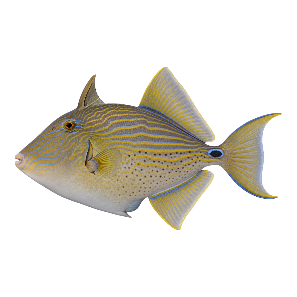 Ocean Triggerfish