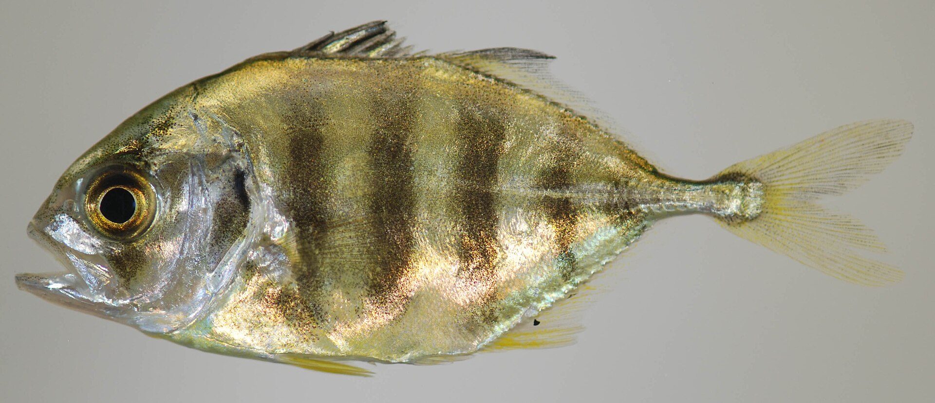 Crevalle Jack
