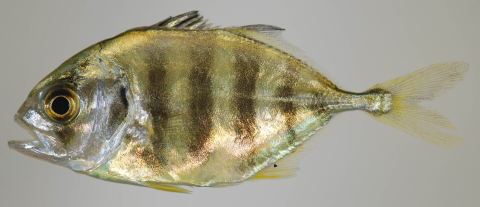 Crevalle Jack