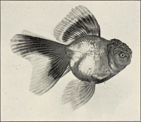 Carpa dorada
