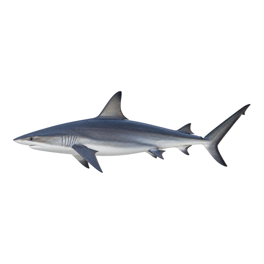 Spinner Shark
