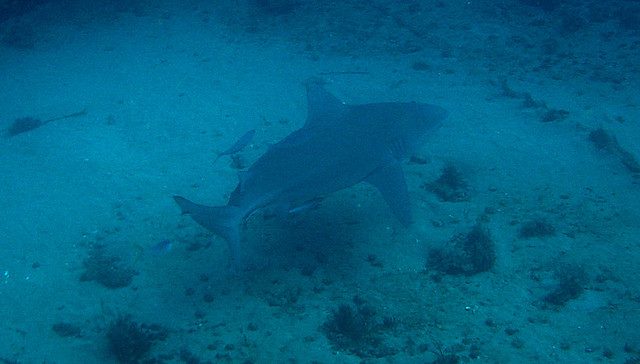 Bull Shark