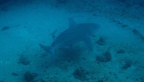Bull Shark