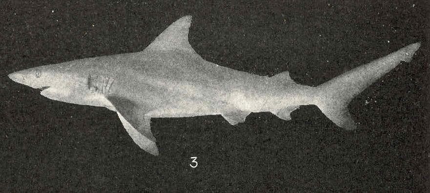Blacktip Shark