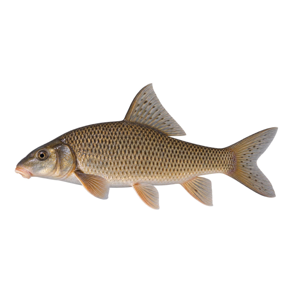 River Carpsucker