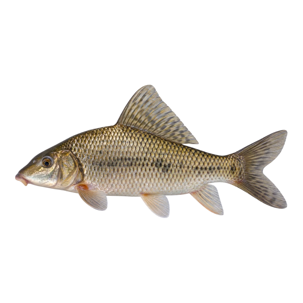 Highfin Carpsucker
