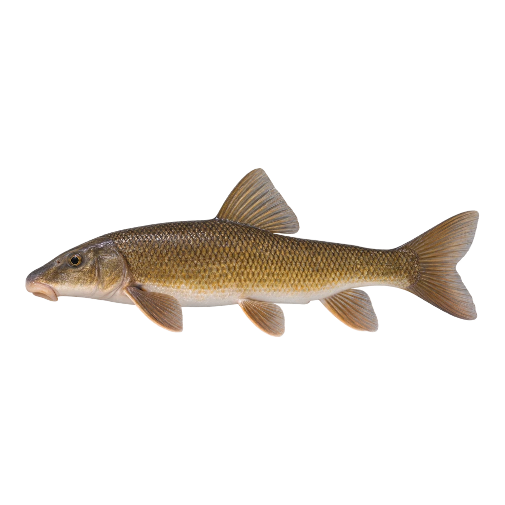 Longnose Sucker