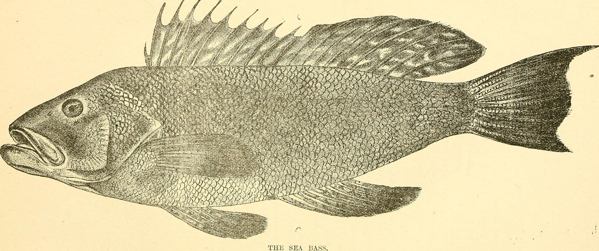 Black Sea Bass