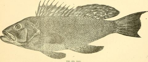 Black Sea Bass