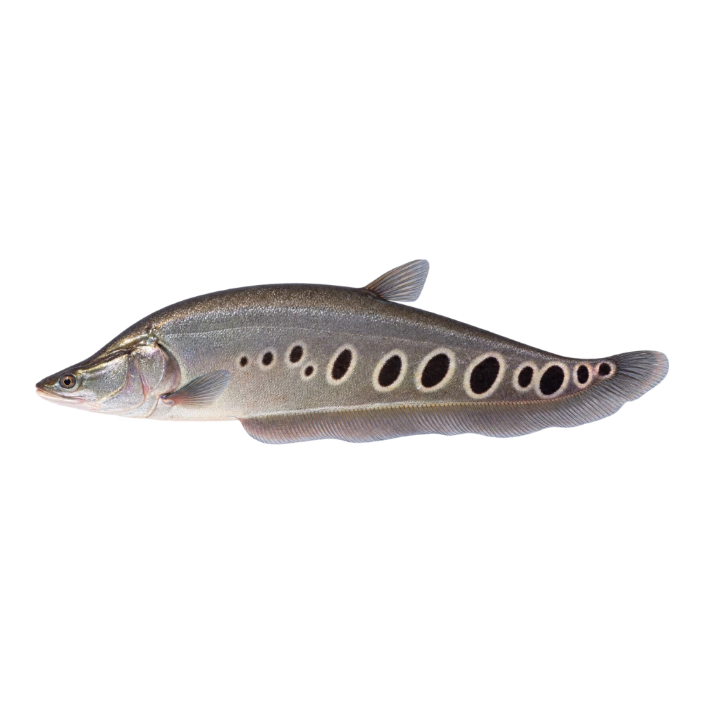 Clown Knifefish