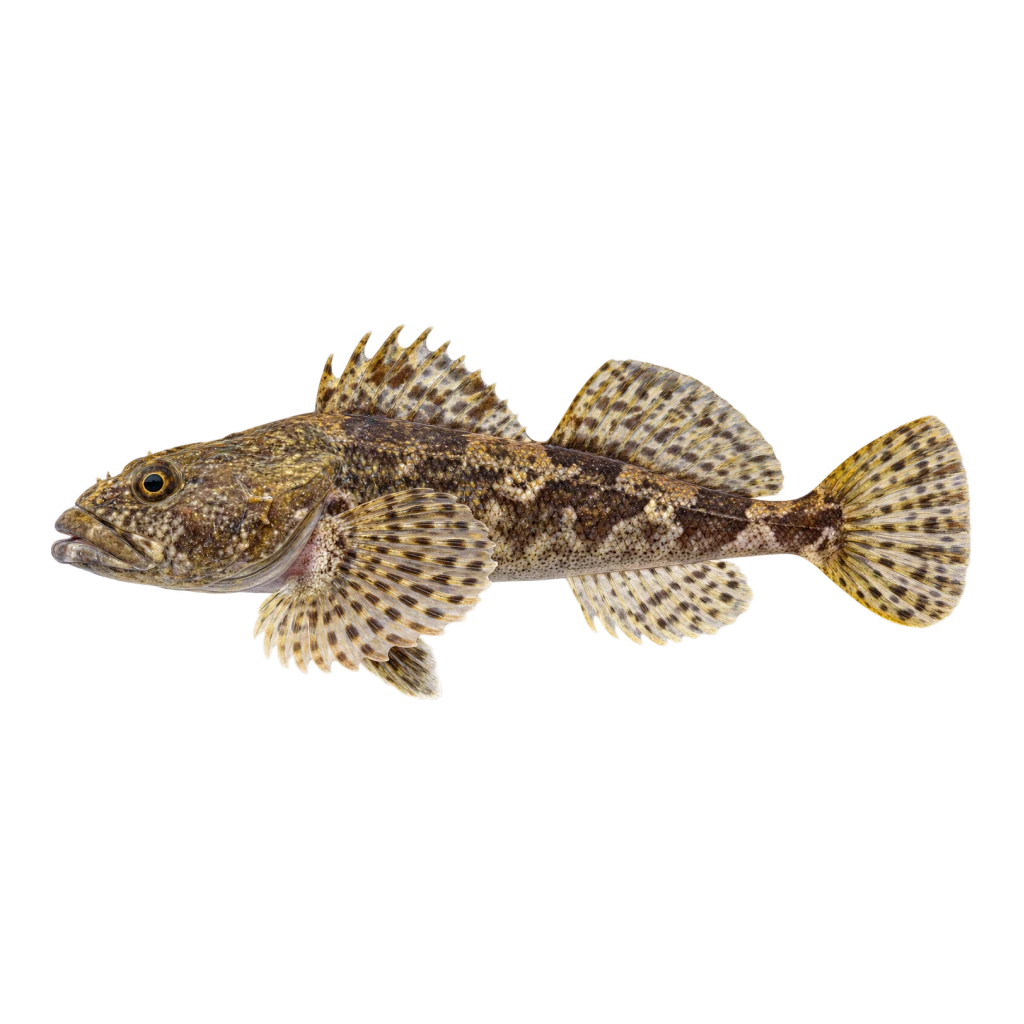 Slimy Sculpin