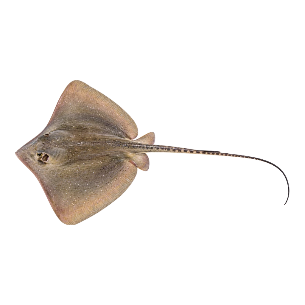 Atlantic Stingray