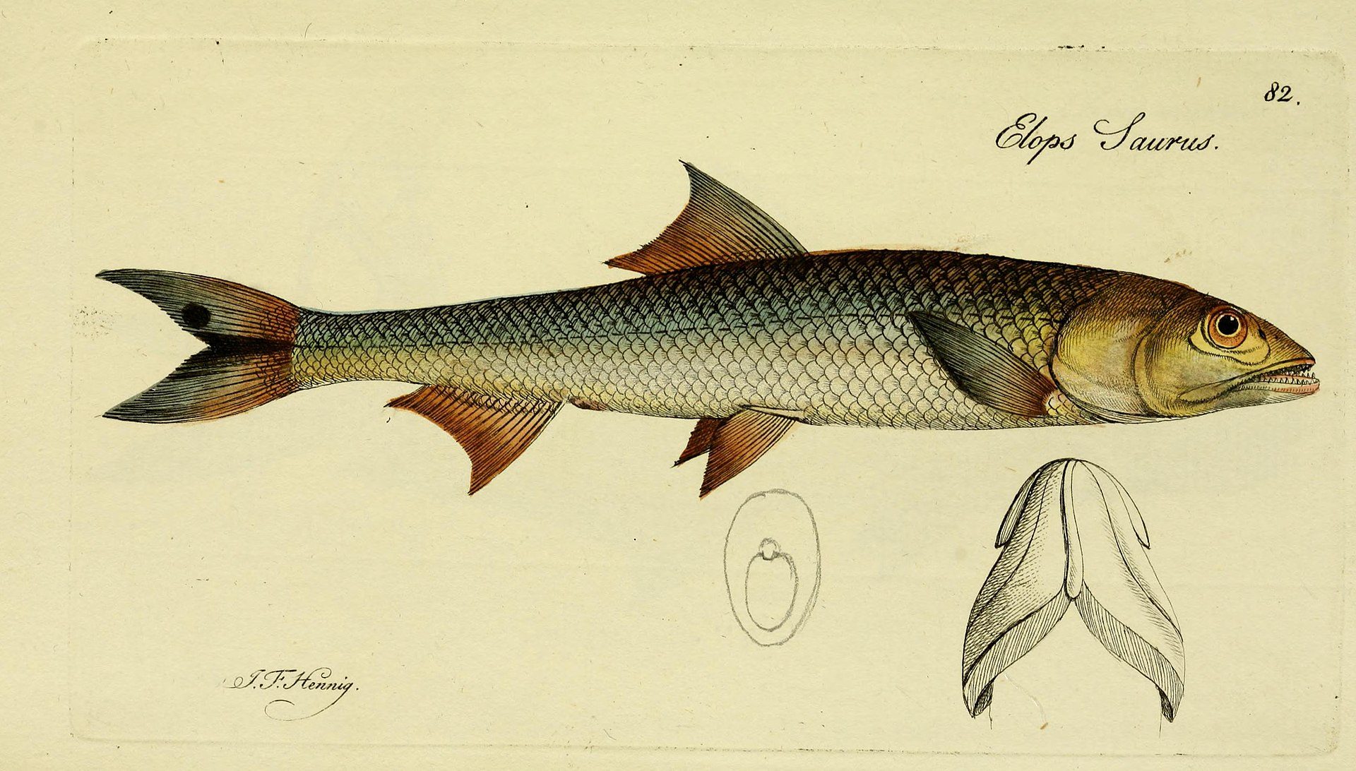 Ladyfish