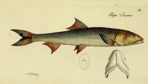 Ladyfish