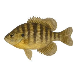 Banded Sunfish