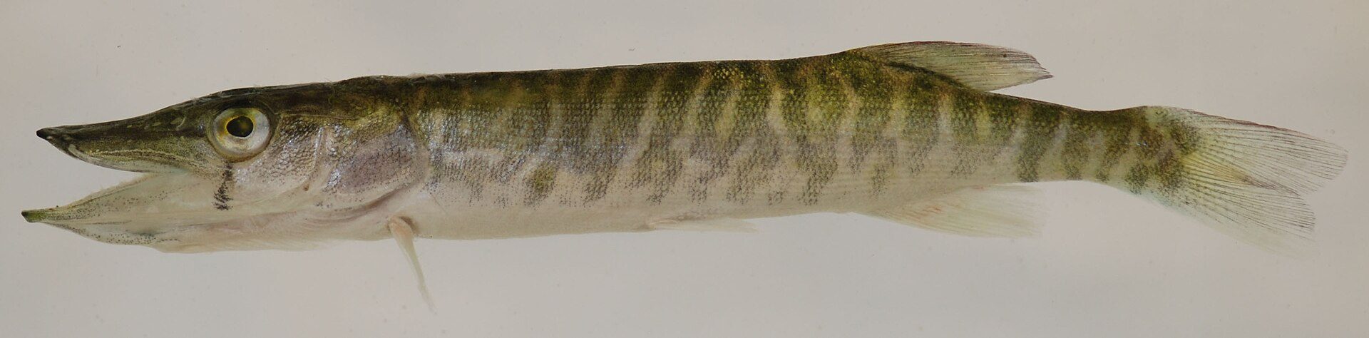 Chain Pickerel