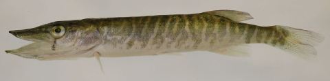 Chain Pickerel