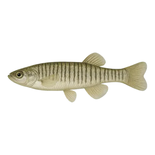 Banded Killifish