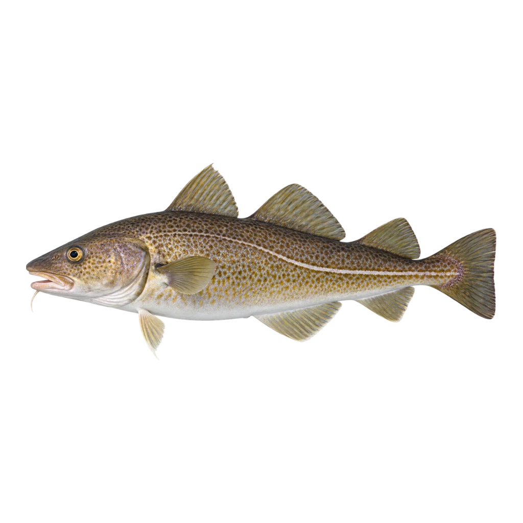Atlantic Cod