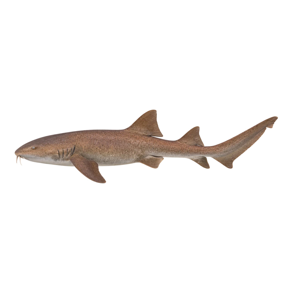 Nurse Shark