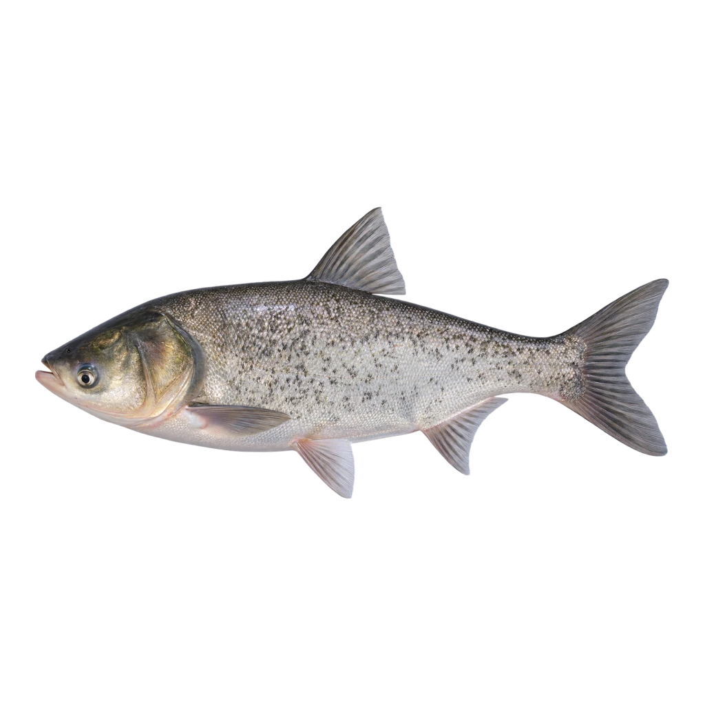 Silver Carp
