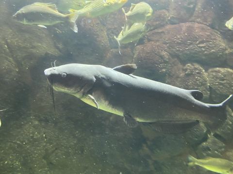 Blue Catfish