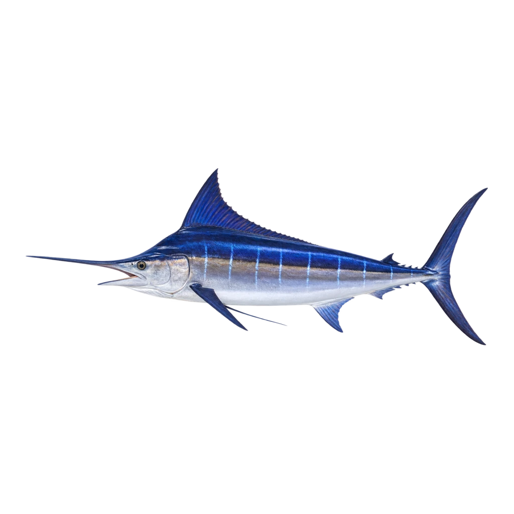 White Marlin