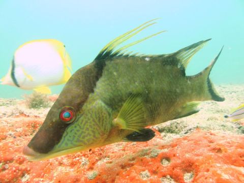 Hogfish