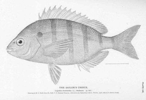 Pinfish