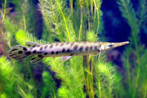 Spotted Gar