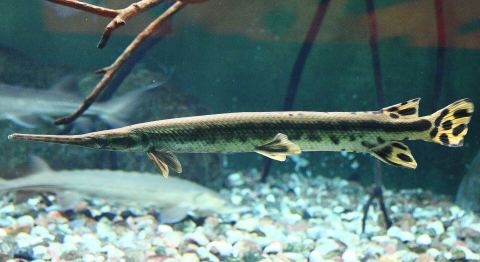Longnose Gar